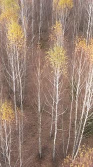 Vertical Video of an Autumn Forest During the Day