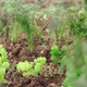Farmer Taking Carrot Out Of The Ground - VideoHive Item for Sale