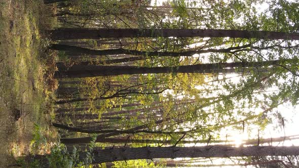 Vertical Video Autumn Forest with Trees in Ukraine Slow Motion