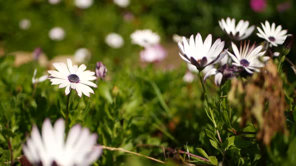 Daisy or Marguerite Colorful Flowers California USA