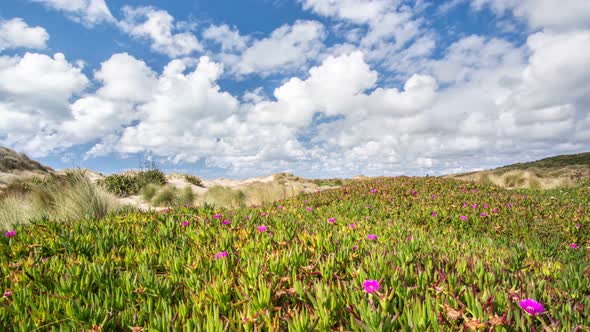 White Clouds Moving Fast over Flowers in Wild New Zealand Nature Landscape