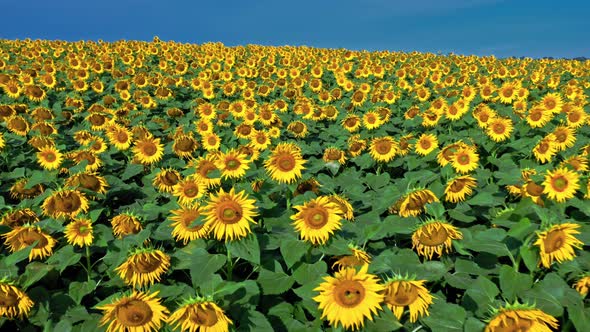 Sunflower field in late summer. Aerial view of nature.