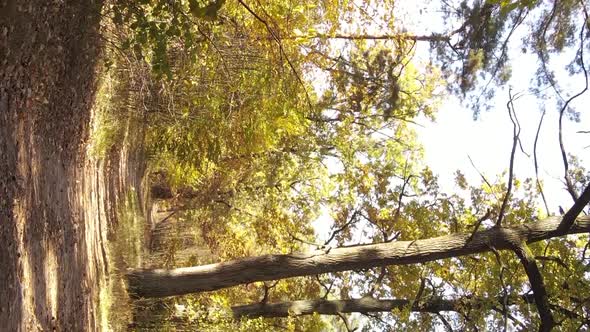 Vertical Video of a Forest Landscape on an Autumn Day in Ukraine