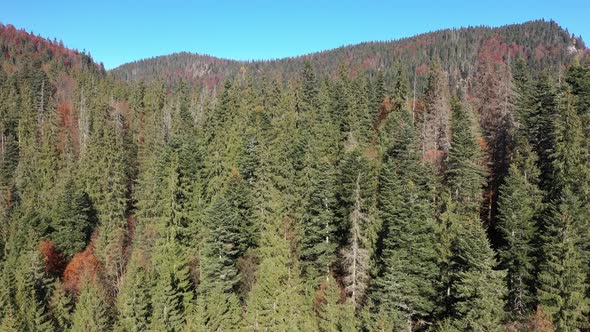 Flying Over Pine Tree Forest. Aerial View of Wild Evergreen Wood