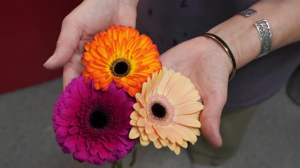 Colorful Gerberas in Florist Hands Top View