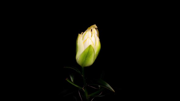 Yellow Lily Flower Blooming Opening Its Blossom