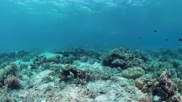 Coral Reef and Tropical Fish. Bohol, Philippines.