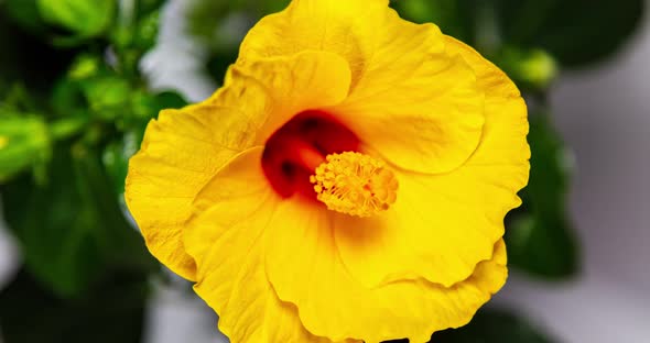 Detailed macro time lapse of a blooming hibiscus flower