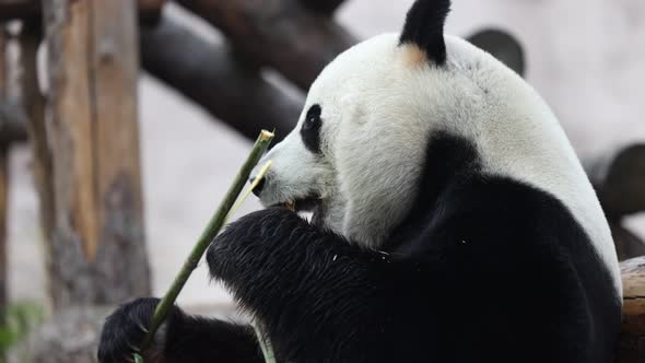 Cute Panda Eating Bamboo Stems