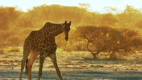 African Giraffe Bending Down To Drink During The Golden Hour In Makgadikgadi Pans National Park In B