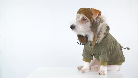 Jack Russell Terrier is sitting on a table dressed as a pilot and tanker