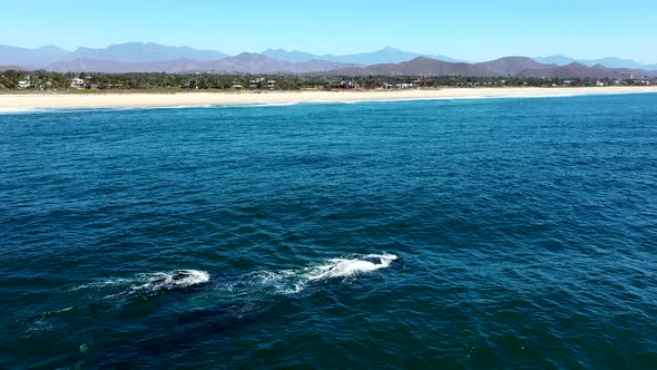 Gray Whales Blowing And Breathing While Swimming At The Pacific Ocean In El Pescadero, Mexico. aeria
