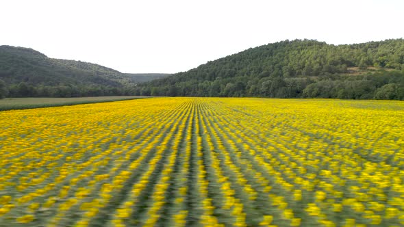 Countryside Landscape and Panoramic View with Blooming Yellow Sunflower Flowers