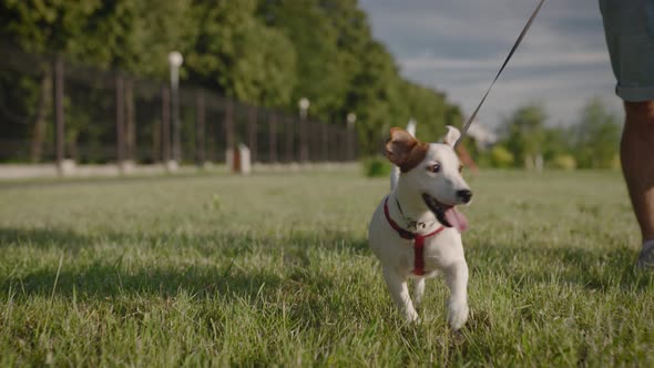 Jack Russell Terrier Walks in the Park with His Owner