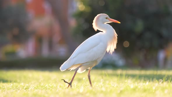 White Cattle Egret Wild Bird Also Known As Bubulcus Ibis Walking on Green Lawn in Summer