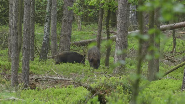 Two wild boars foraging deep within green woodland looking for food