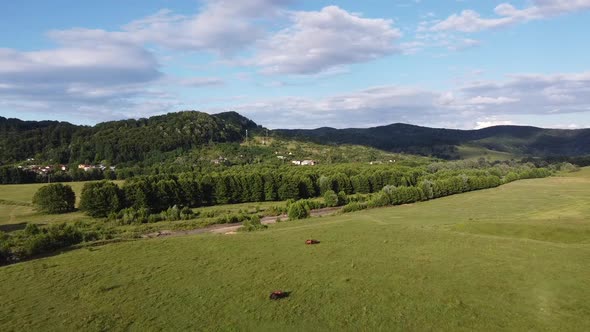 Aerial drone video, flying over a herd of horses. Horses eating grass on a country side hill