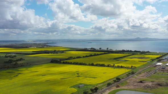 AERIAL Push Over Golden Canola Farmland Near Geelong, Australia