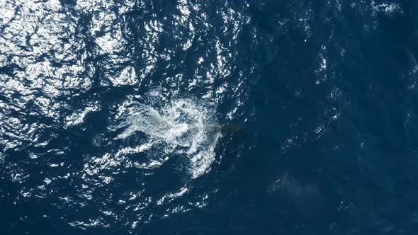 Aerial view of a sperm whale in the ocean, Azores, Portugal.