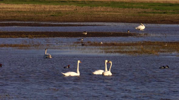 White Swans and Various Minor Birds in Harmony at Lake.