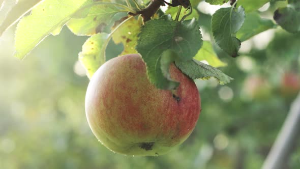 A juicy red apple on a branch of an apple tree in the sun