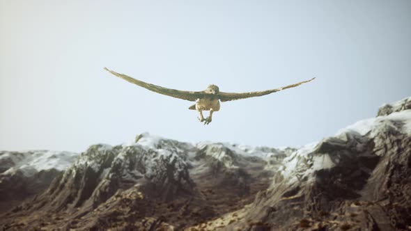 Extreme Slow Motion Shot of Eagle