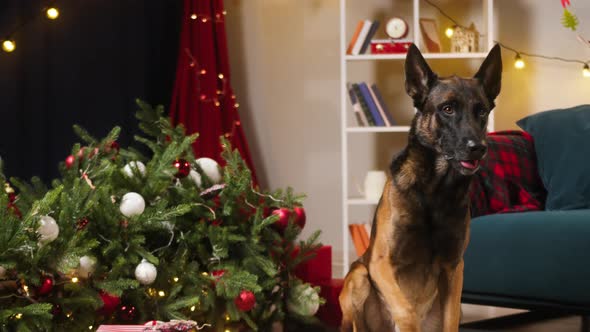 Dog Sitting Near Dropped Christmas Tree in Living Room