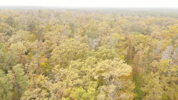 Trees in the Forest on an Autumn Day