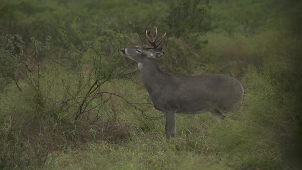 whitetail buck in Texas