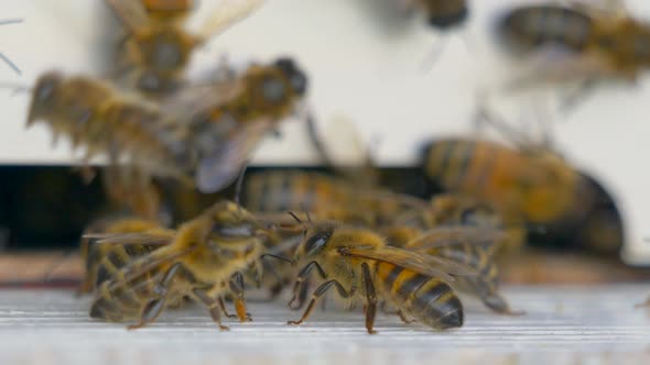 Macro footage of honey bee swarm entering and flying out of apiary bee house