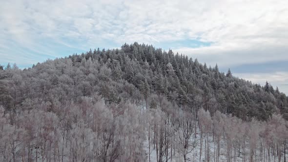 Beautiful Winter Forest with Snowy Trees in Mountains Aerial View