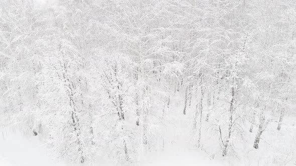 Aerial Video of a Winter Forest