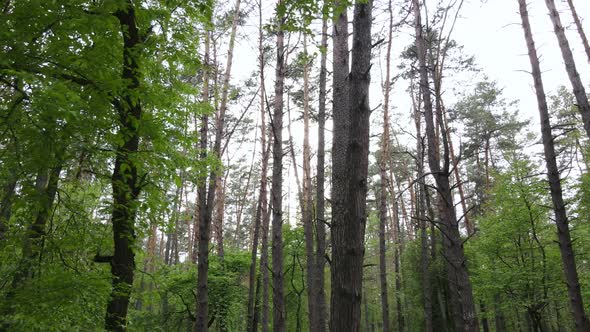 Wild Forest Landscape on a Summer Day