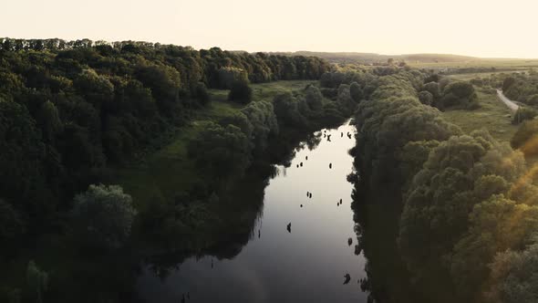 Aerial View on River and Forest