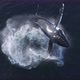 Humpback Whale Jumps Out Of The Water 4k - VideoHive Item for Sale