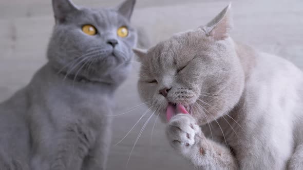 Scottish Gray Thoroughbred Cat Washes Licks Paw with Tongue