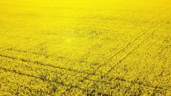 A Field of Blooming Anise