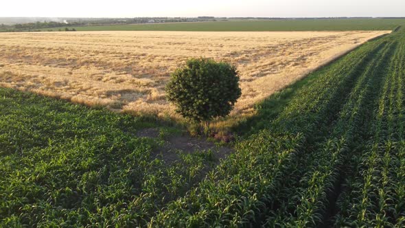 Lone Tree on a Field of Corn