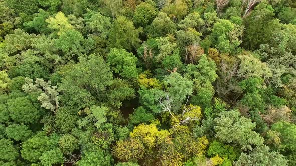 Flying Over Green Forest