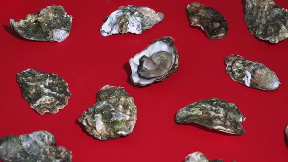 Video of fresh oysters on red background