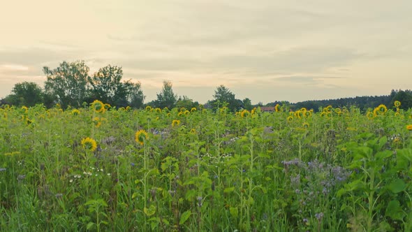 Sunflowers field - unveiling shot of natural fields with an angrenzende village.