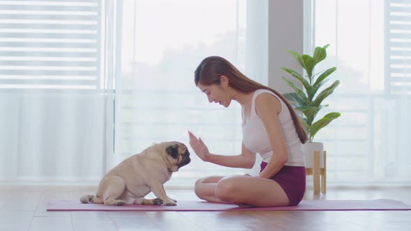 Cute dog Pug breed giving paw high five owner with love feeling so happiness and comfortable