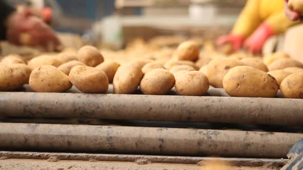 Potato harvest