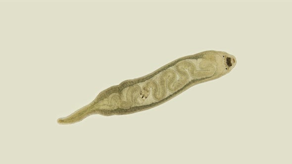 Worm Tetrastemma sp. under the microscope, Nemertea Phylum