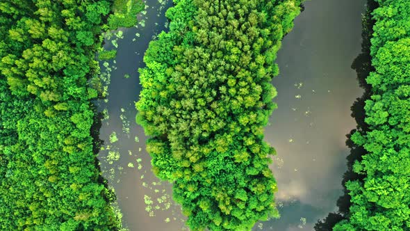 Aerial view of green forest and river in summer.