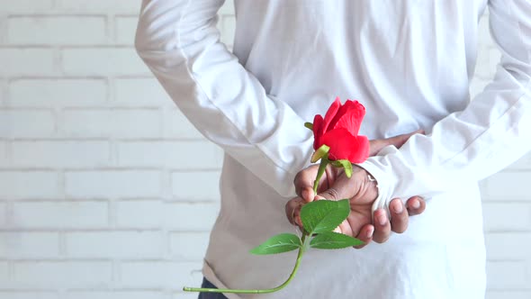 Man Hand Holding Rose Flower on White Background