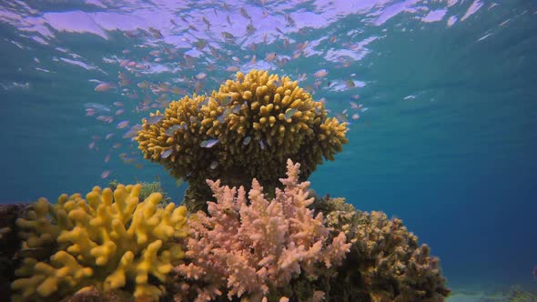 Blue Sea Water and Blue Green Fish