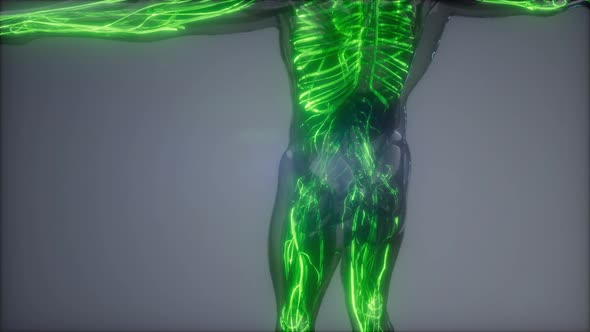 Blood Vessels of Human Body alt