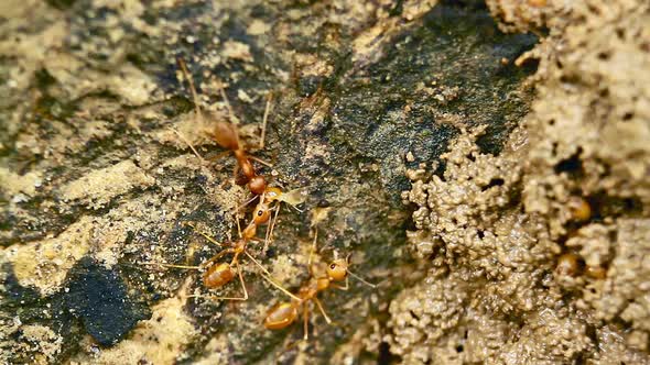 Red ants and termite in Bardia national park, Nepal