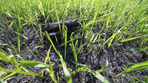 Closeup Dolly Shot of Fresh Green Grass on the Field After a Fire